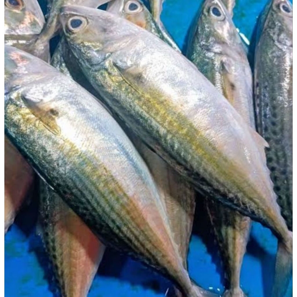 

ikan kembung fresh 1 kg