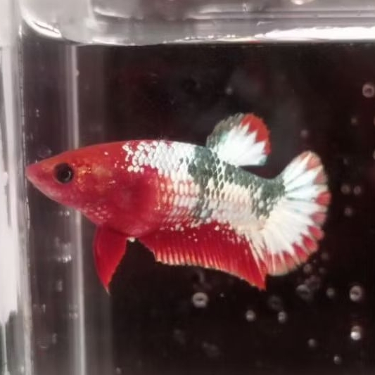 Female Red Fccp