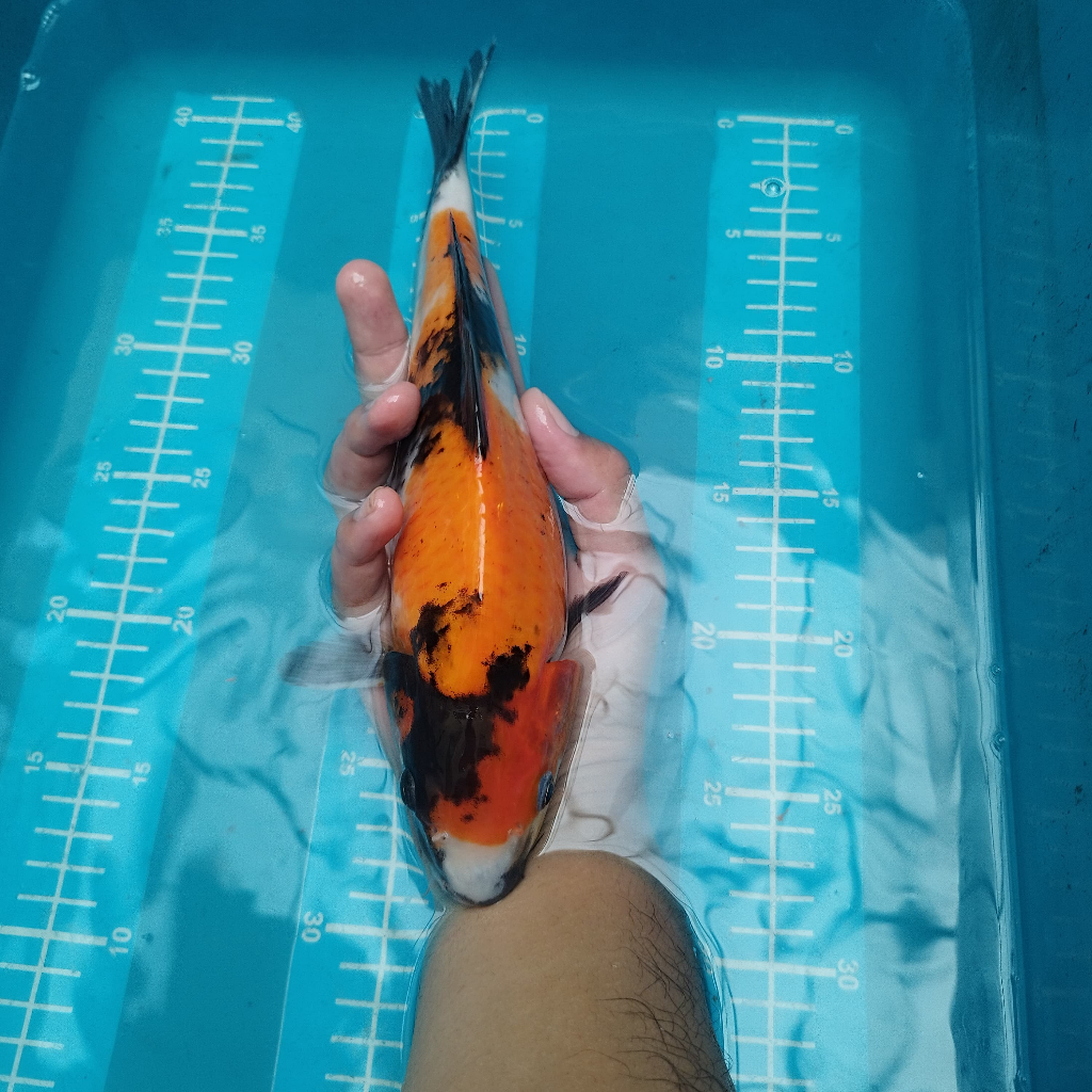 ikan koi showa size 29 cm BU blitar sanke ochiba showa platinum kohaku penjinak kolam bulky hq sesua