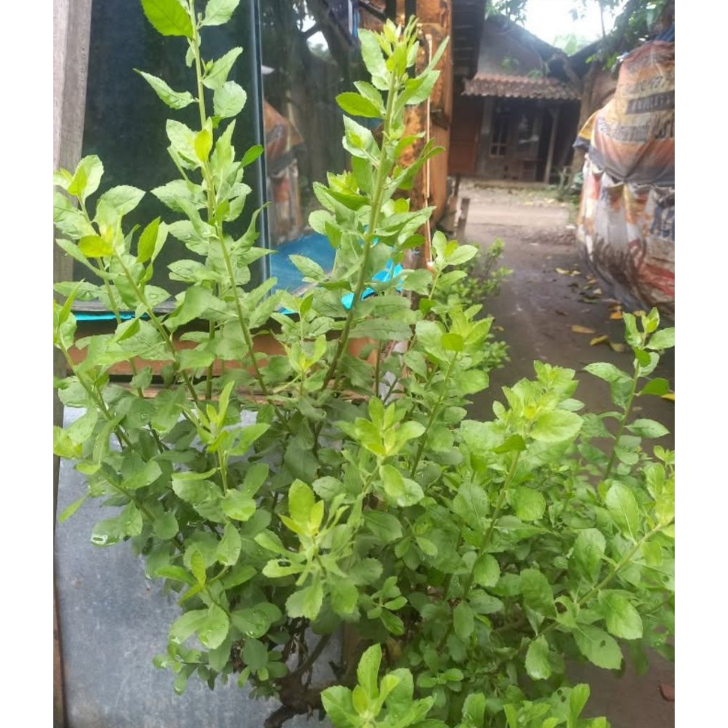 

150 lembar daun beluntas untuk kesehatan