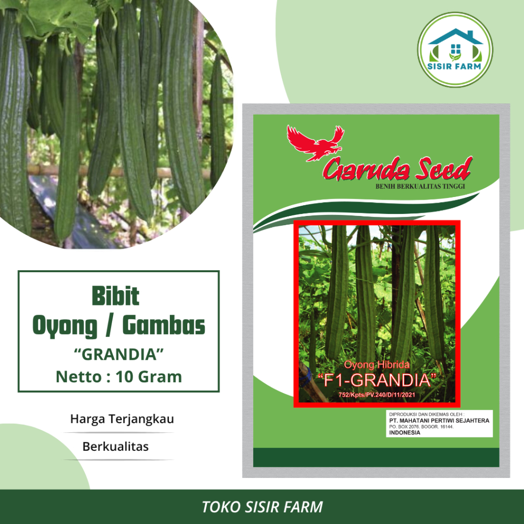 Benih Oyong Gambas Bibit Oyong Gambas Hibrida F1 Grandia 10 Gram Garuda Seed