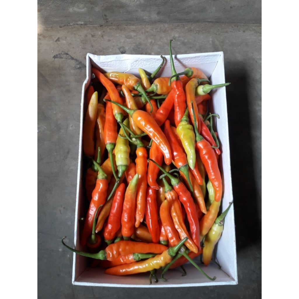 

cabe rawit merah segar 1kg TERMURAH (YoyaHarvest) | Petik Hari Ini | Fresh dari Kebun | Pengiriman Cepat Jateng