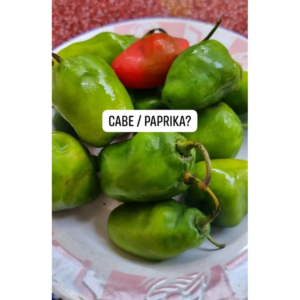 

cabe/paprika khas dieng 250g Rp 17.500
