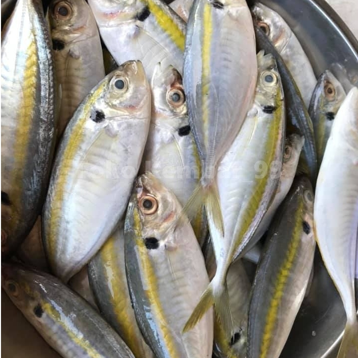 

Ikan Selar Kuning Segar Ikan Selar Kuning 1Kg
