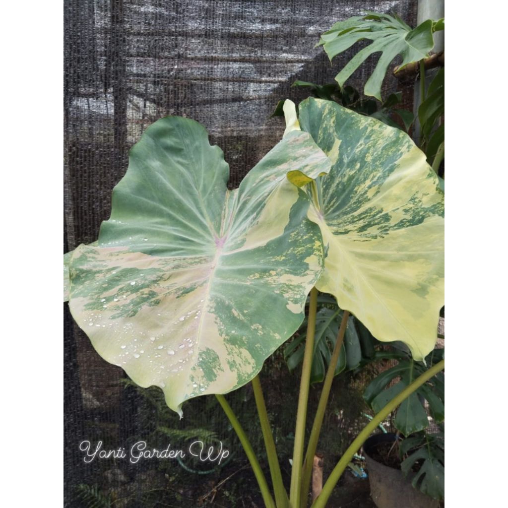 Colocasia Punggawa Pink V1 SBA (size anakan) terlaris