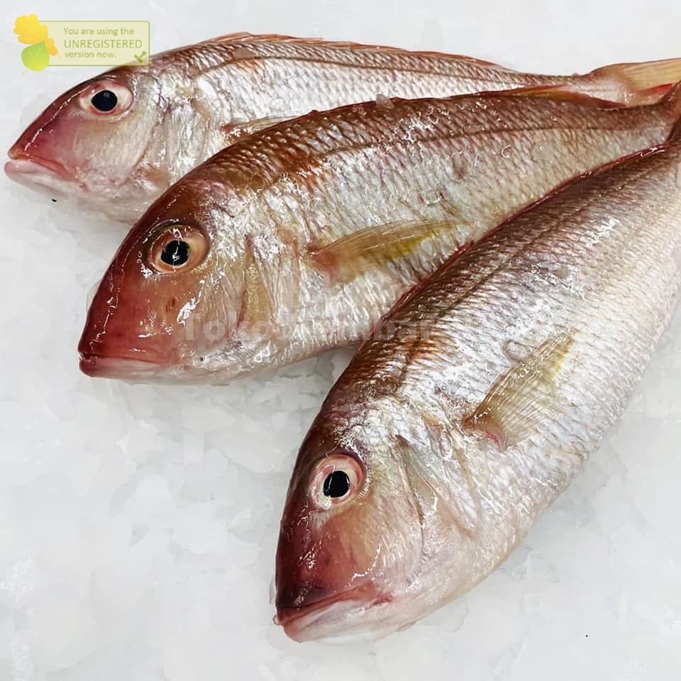 

Ikan Segar 1Kg Ikan Kurisi Segar Ikan Kurisi Utuh