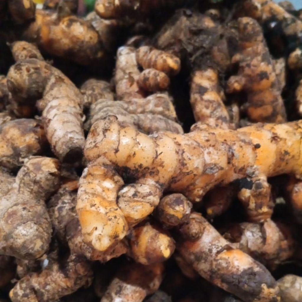 

Kunyit Segar Pilihan – Rempah Alami Kaya Manfaat