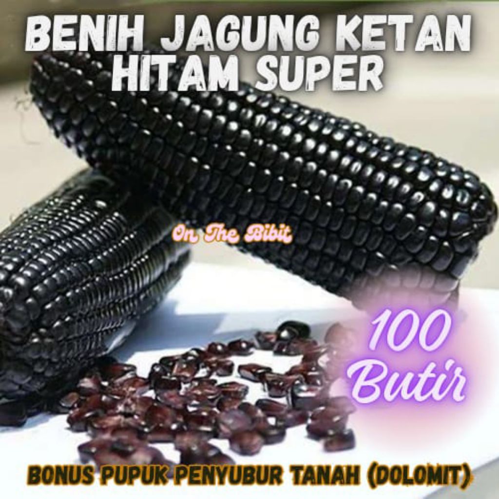 

100 biji jagung ketan hitam (bonus kapur dolomit penyubur tanah}