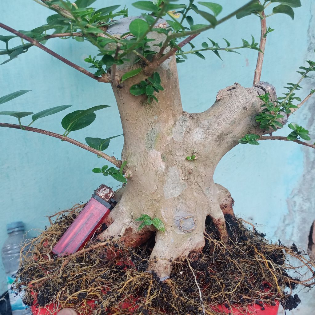 bahan bonsai sancang besar prospek fresh dongkel akar muter