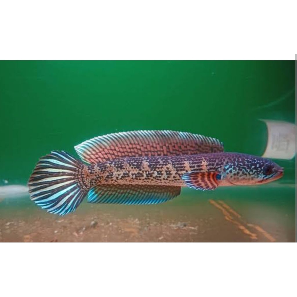 auranti WC India size 4-6 cm