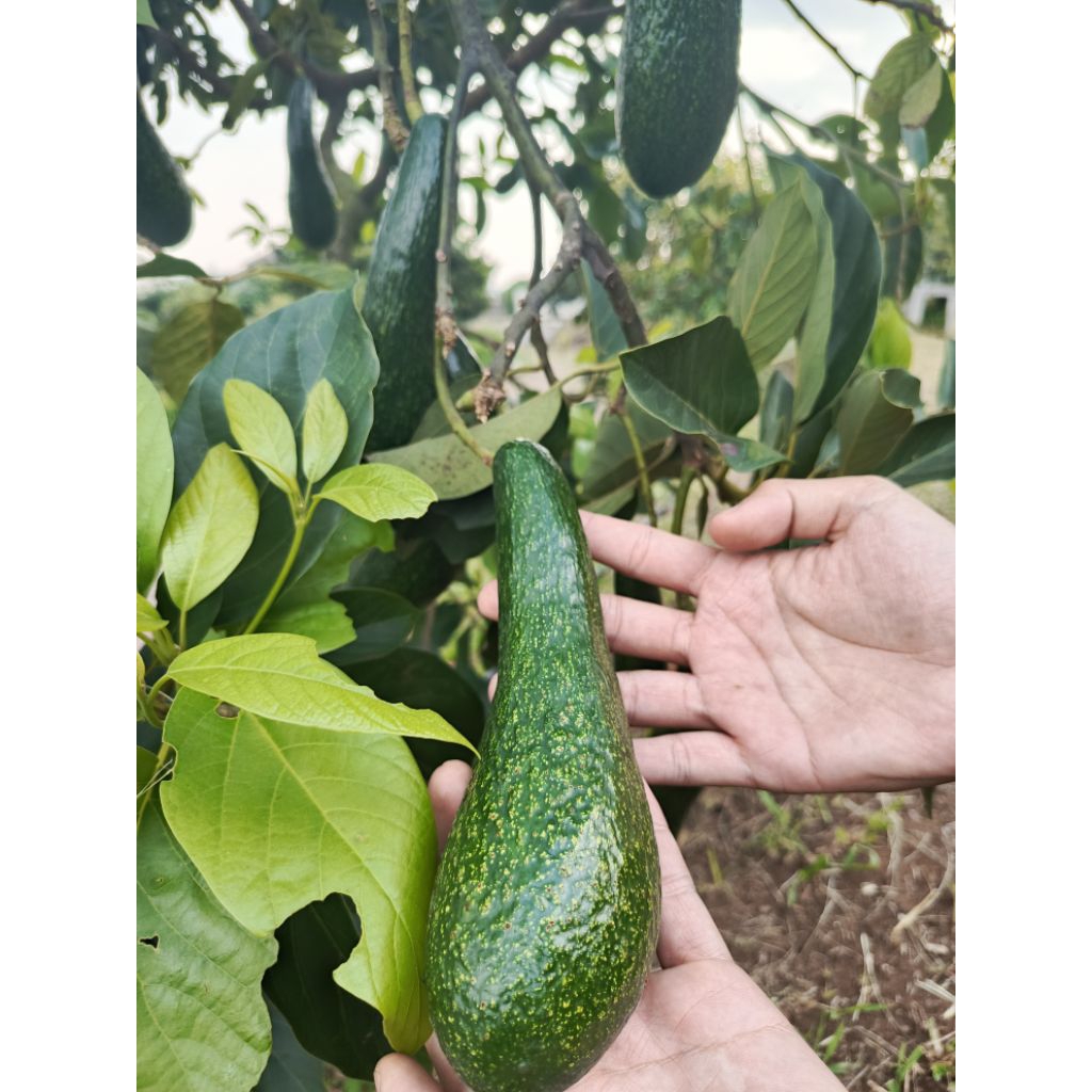 

Alpukat Import SAB 034