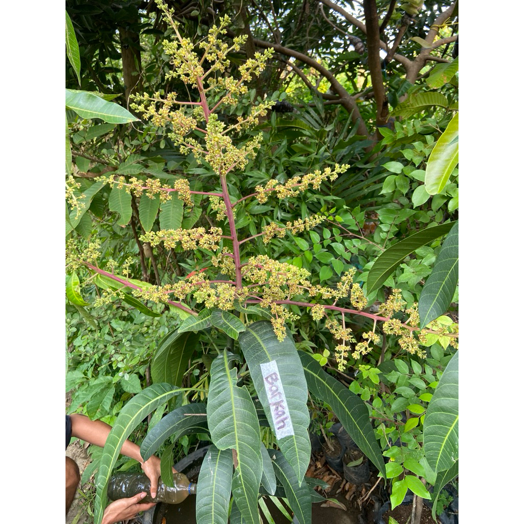 

Mangga Kiojay Thailand asli cepat berbuah