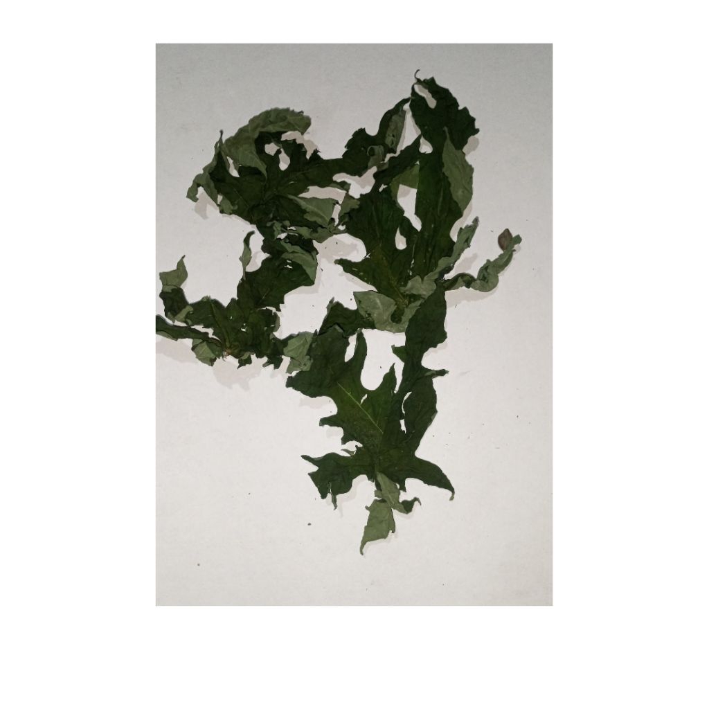 

Daun Pepaya Kering / Kates / 200gram