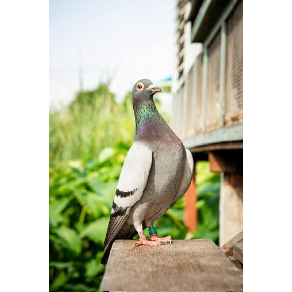 

TELUR FERTIL DARA BALAP TRAH JUARA UNTUK DITETASKAN