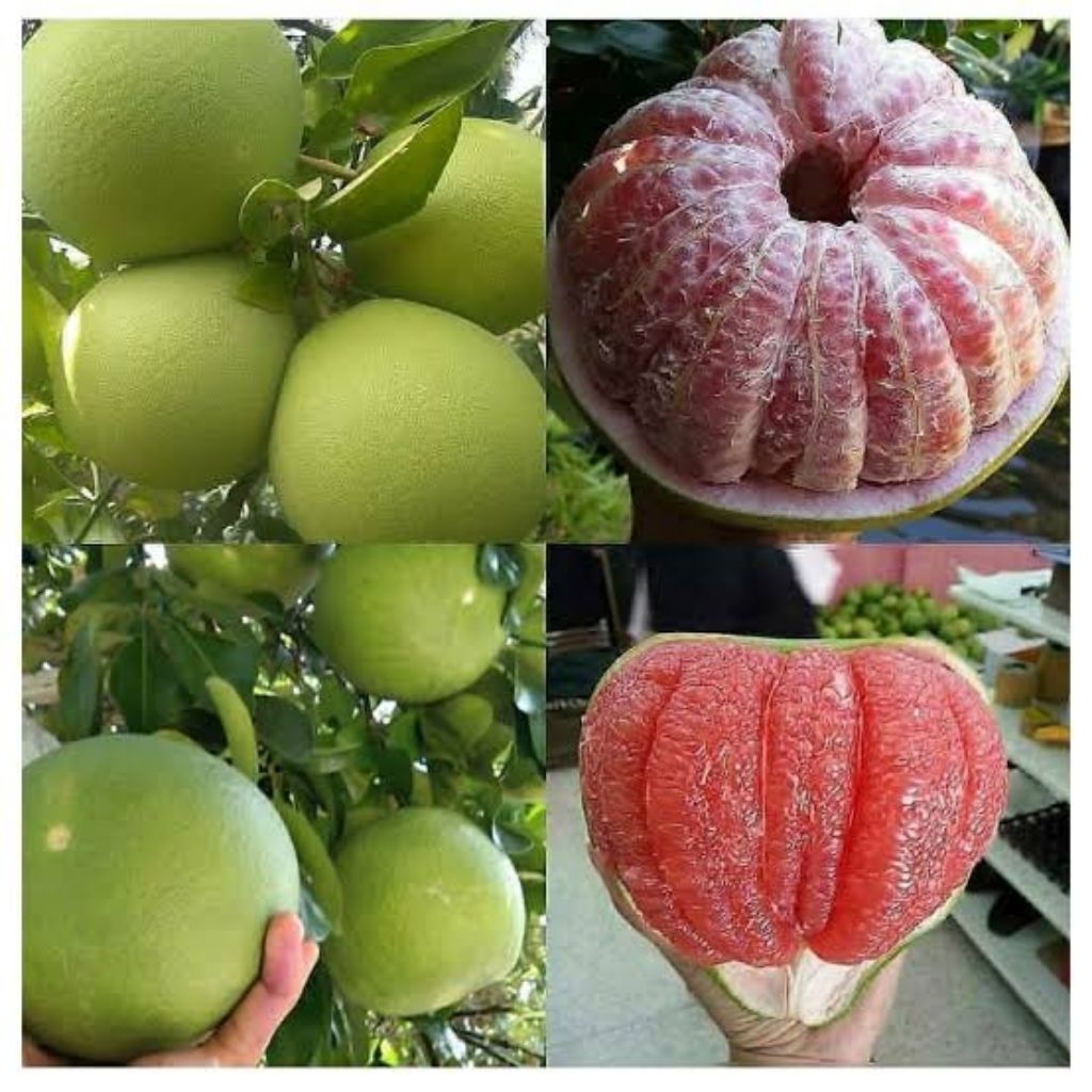 2 biji benih buah jeruk Bali merah jumbo
