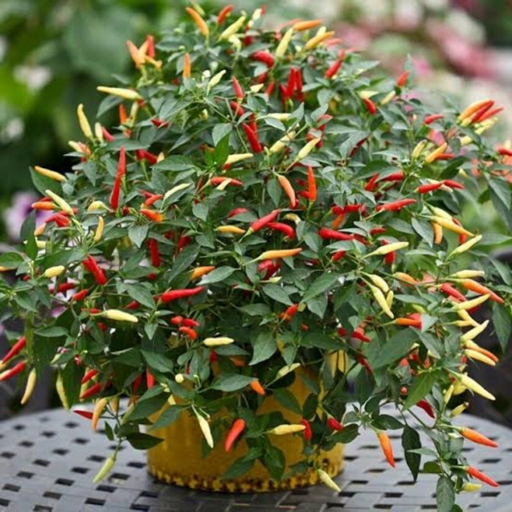 

50 biji benih cabe rawit super pedas