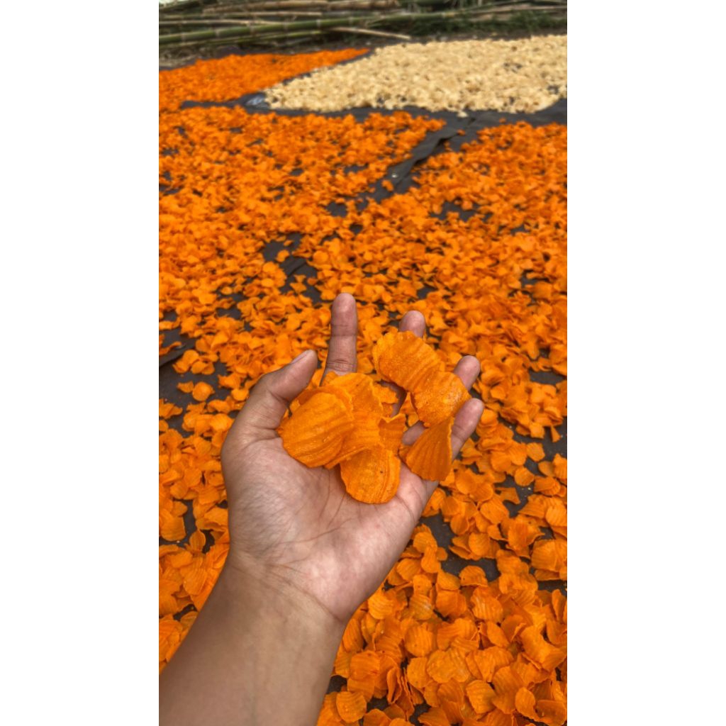 

puyur MENTAH koin merah 1kg