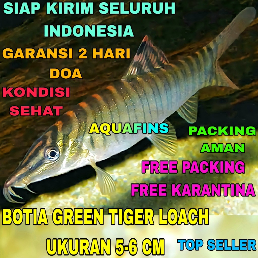HIASAN BOTIA GREEN TIGER LOACH SYNCROSSUS HYMENOPHYSA UKURAN 5-6 CM