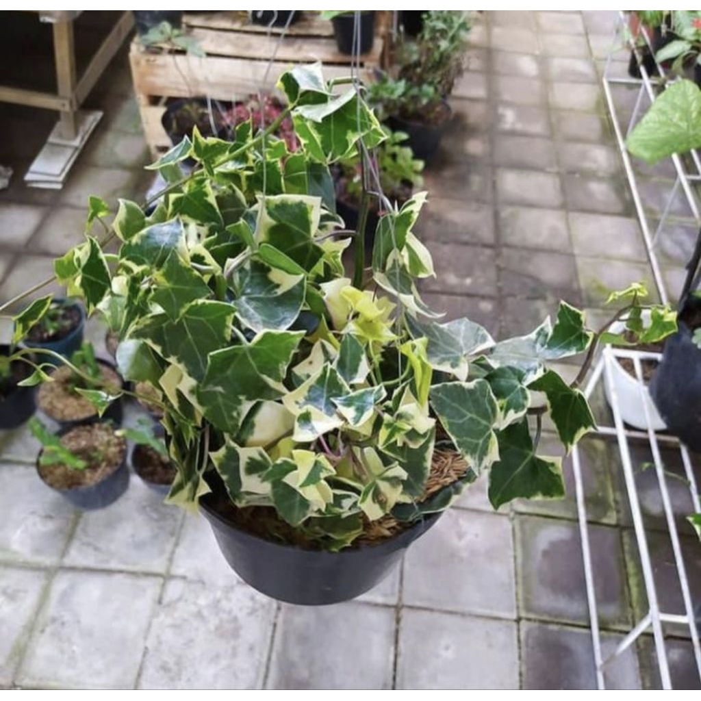 Pohon Ivy English Varigata Tanaman Gantung Pohon Ivy Varigata
