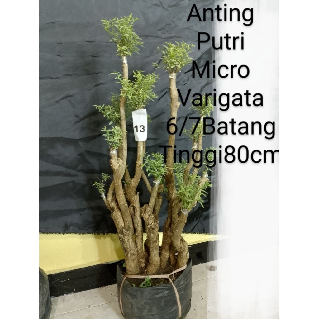 Bonsai Taman Anting Putri Mikro Varigata 40/70cm