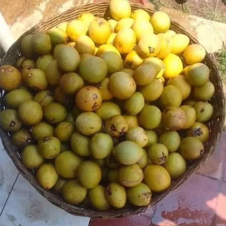

buah sawo ijo pilihan mengkal tua siap masak 1kg