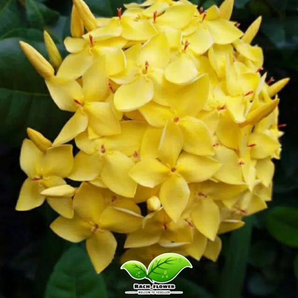 Tanaman hias Soka Jepang bunga kuning - Pohon Soka Jepang bunga kuning