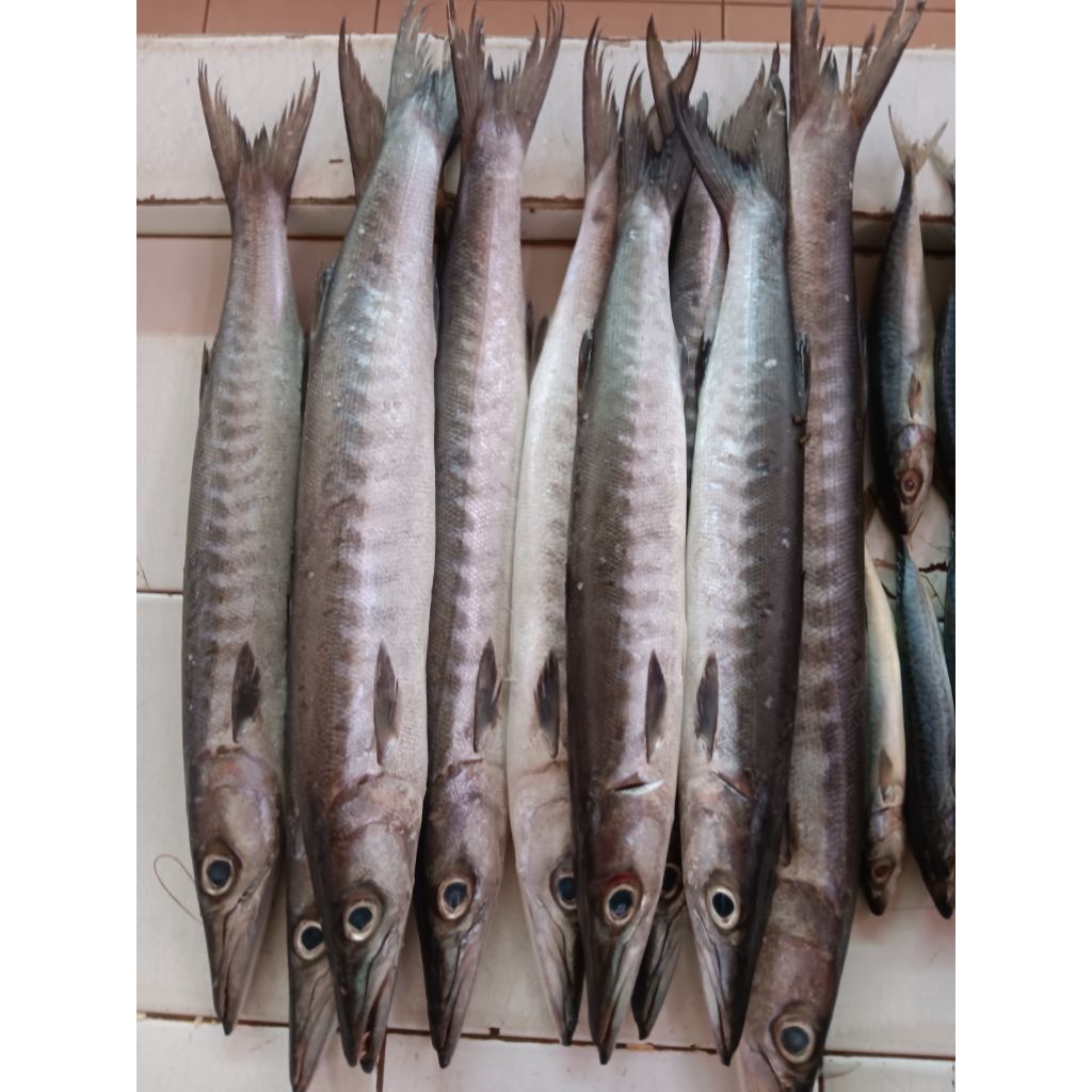 

ALU ALU / BARAK KUDA