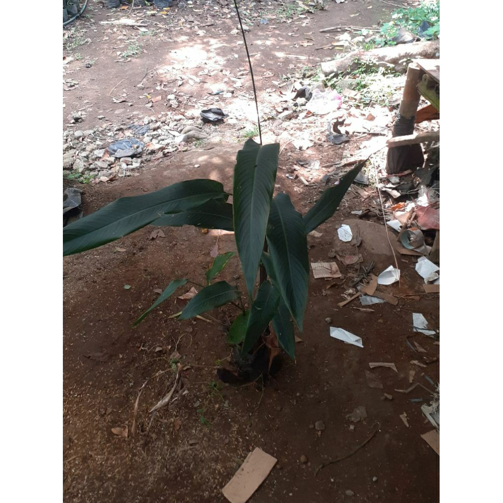 Bibit Pohon Pisang Karibay - Tanaman Hias Karibay - Taman tanaman Karibay