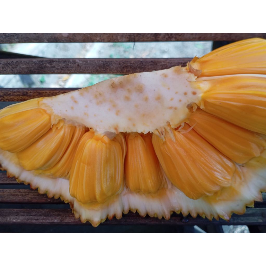 

Buah Nangka matang manis segar