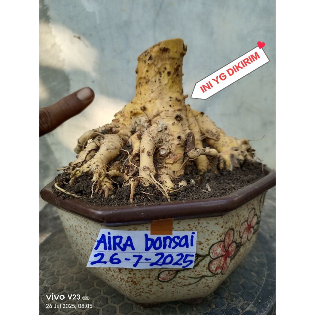 bahan bonsai serut dongkelan terbalik