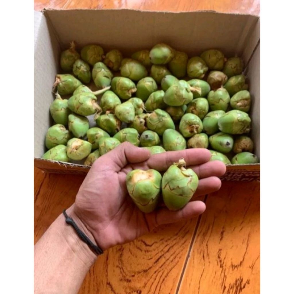 

BELUKUK KELAPA KECIL KELAPA HIJAU TINGGAL OBAT HERBAL TERBAIK 2025