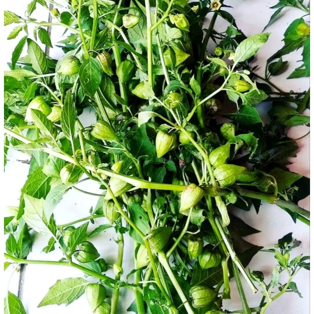 

Daun Ciplukan segar | Daun Cecendet 1kg