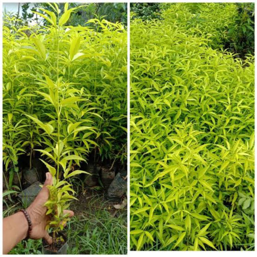 Bibit Cendana Ntt I Siap Tanam Tanaman Pohon Cendana Ntt Unggul