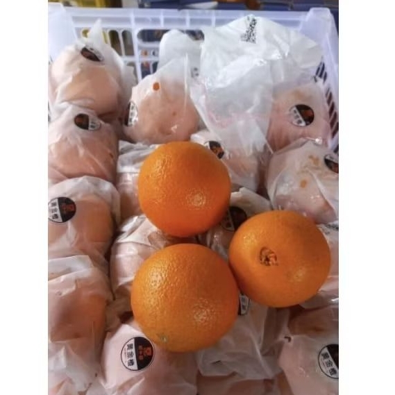 

Jeruk Sunkist Navel 13 - 14 Kg 1 Dus Per Box Fresh Jogja