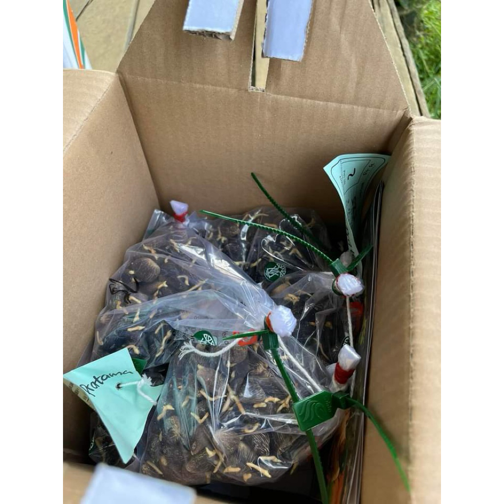 Bibit Kecambah Kelapa Sawit PPKS DxP Simalungun Isi 250 Butir Bersertifikat Lengkap