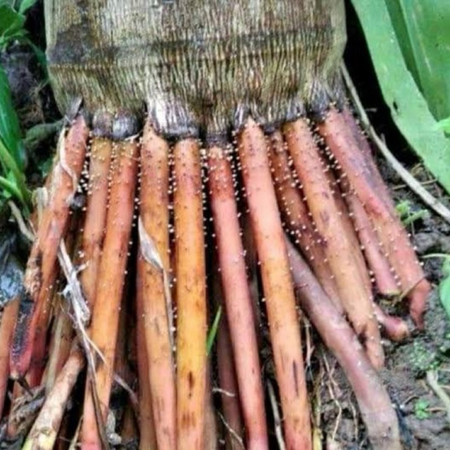 

Akar Pinang/Jambe segar 1Kg, Asli Original Herbal Alami