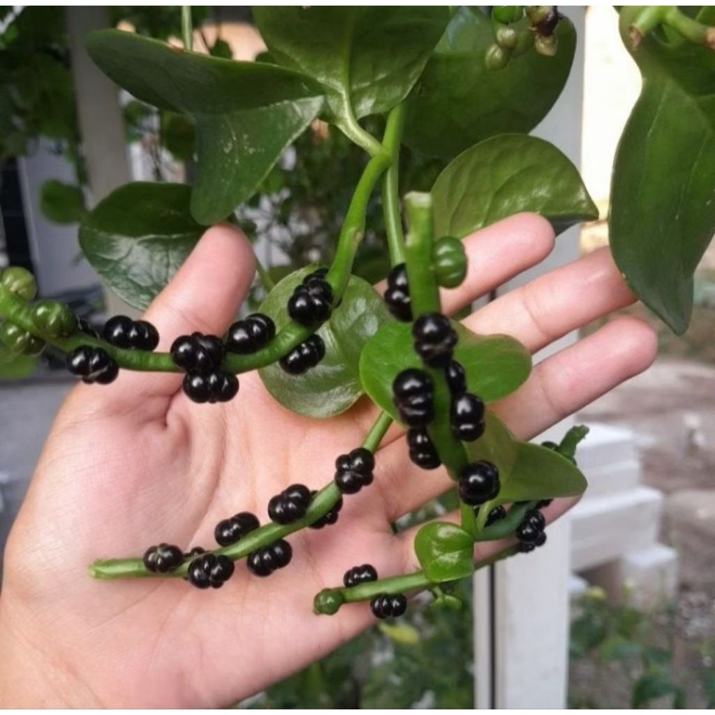 

Buah Angkung Isi ( Obat Stroke alami )100 biji 100% Original