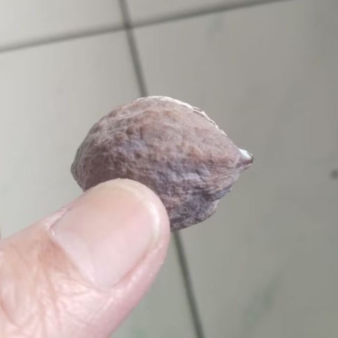 Kemiri Adu Muncang Adu Yanti Arum Ori Tua Jatuhan