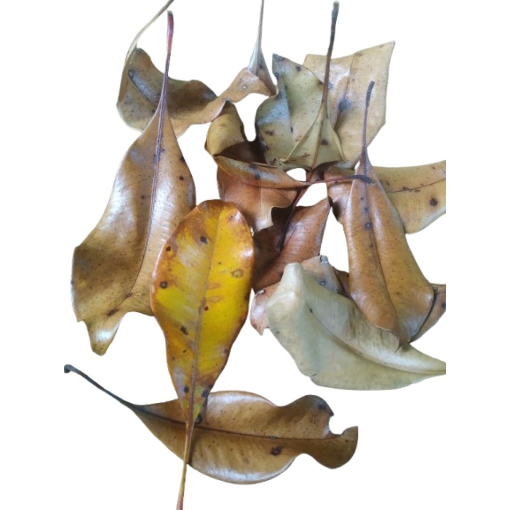 

Daun Cengkeh kering murni 100gr