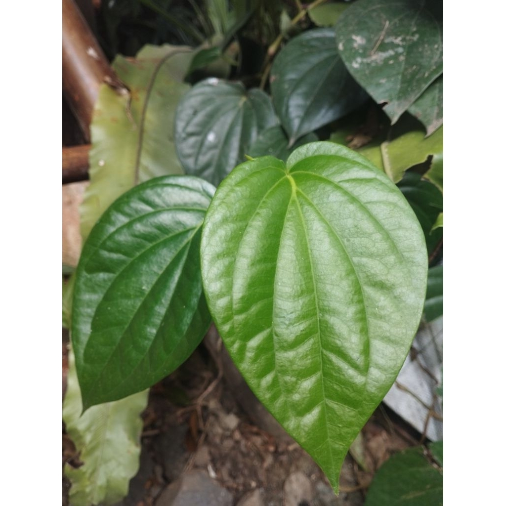 

Daun sirih segar untuk herbal ( 500 gr )