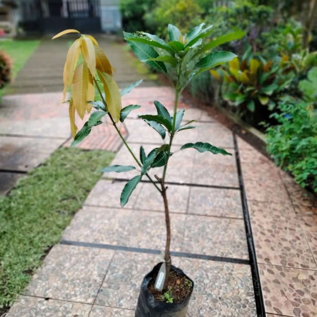 Bibit Mangga Arumanis/Bibit Pohon Mangga Arumanis