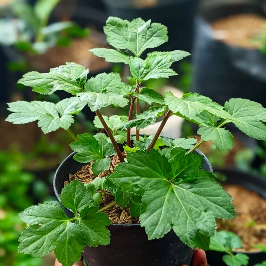 Bibit tanaman purwoceng Ki saat/tanaman herbal