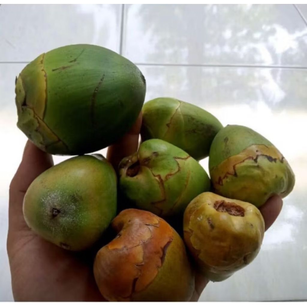 

Beluluk / tembuluk / buah kelapa kecil per 10 biji