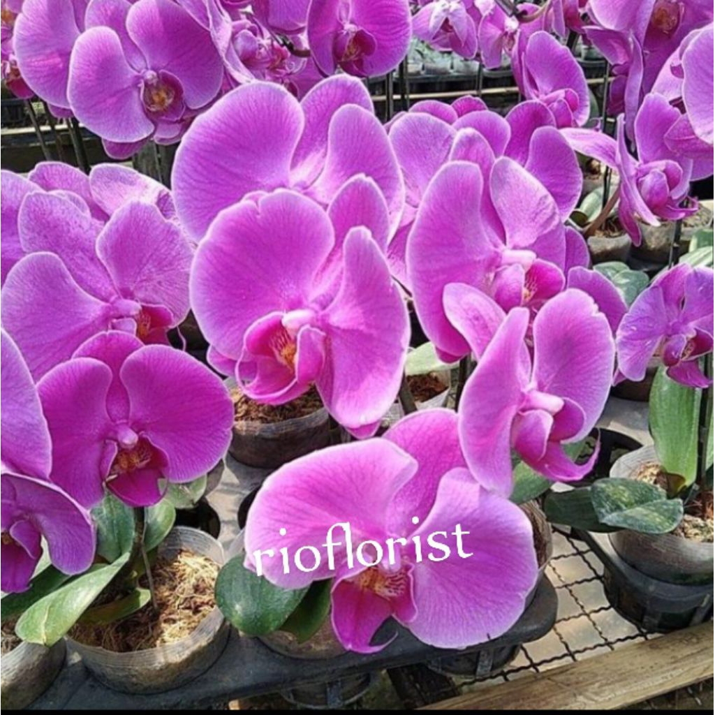 anggrek bulan bunga ungu dewasa spiek siap berbunga