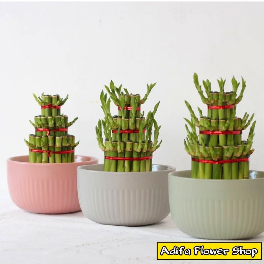 BISA COD BAMBU HOKI 3 PCS BAMBU AIR LUCKY BAMBO HIASAN MEJA