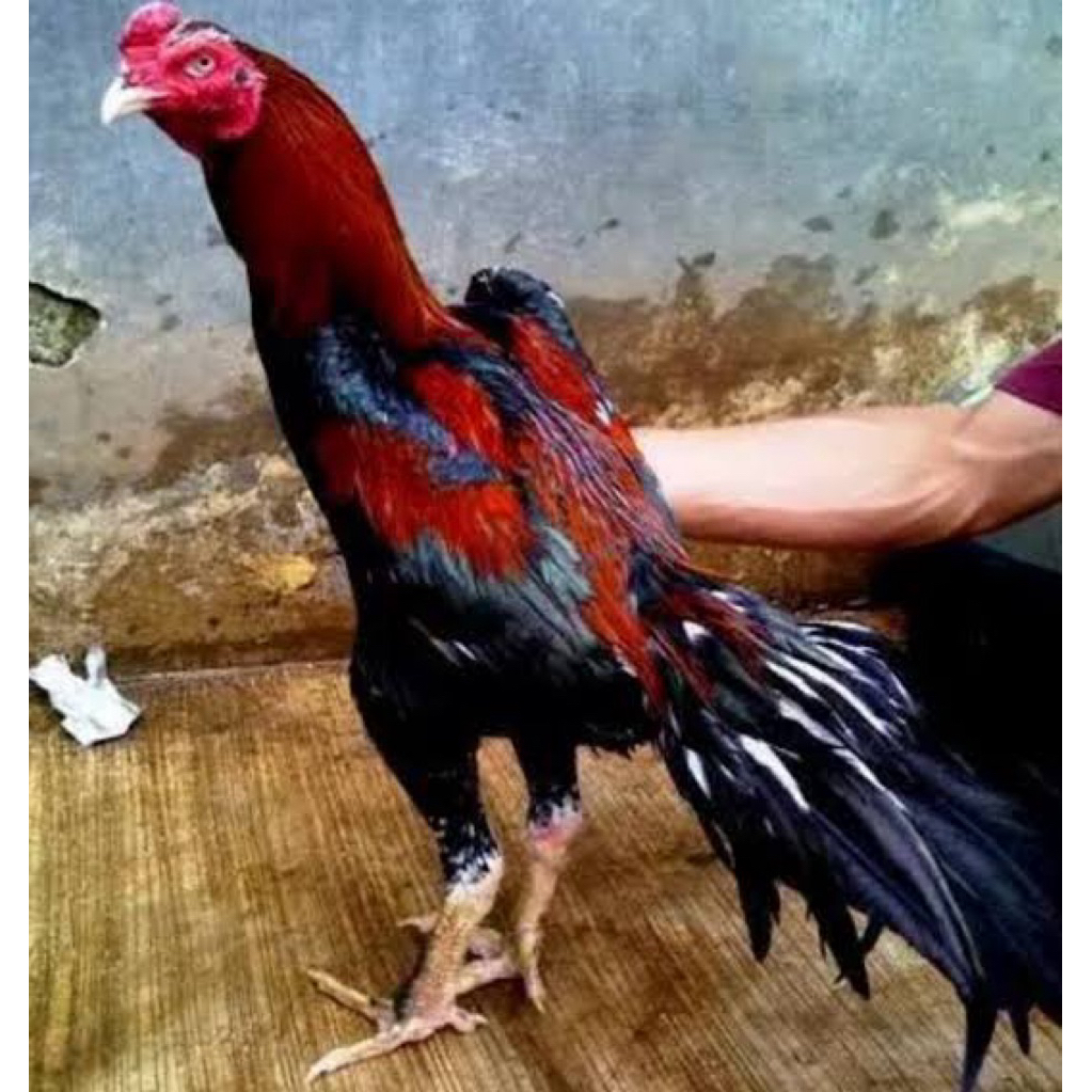 

Telur Ayam Pakhoy Redbull Vertil Siap Di Tetaskan Jaminan Super Jumbo Bergaransi UD GHANIYY BIBIT ID