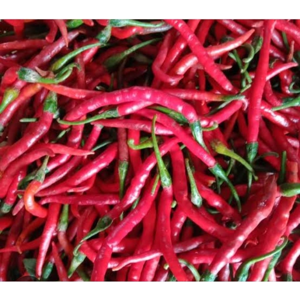 

cabe kriting merah & hijau,100g,250g.