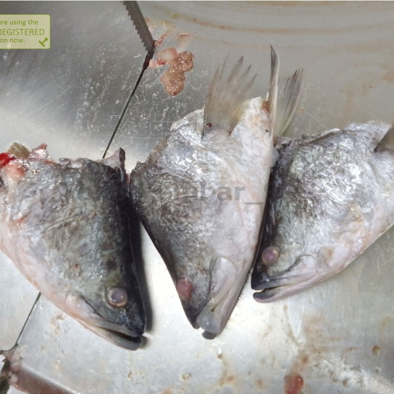 

Kepala Kakap Putih Baramundi Segar 1Kg