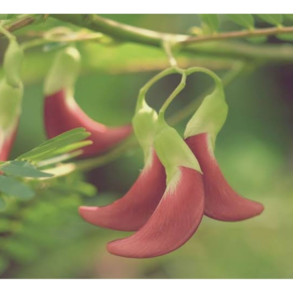 

Daun turi segar asli organik berat 100gr sayur sehat organik