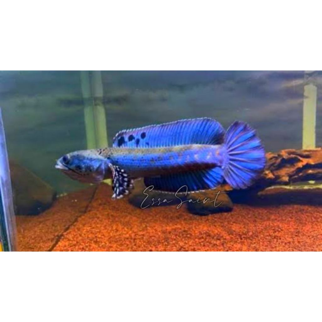 hiasan akuarium cana Stewart Robert